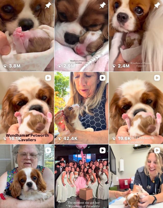 Wyndham of Petworth Cavalier King Charles Spaniel Puppies media 6