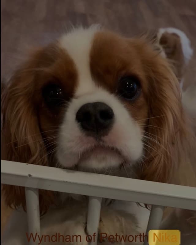 Wyndham of Petworth Cavalier King Charles Spaniel Puppies media 7