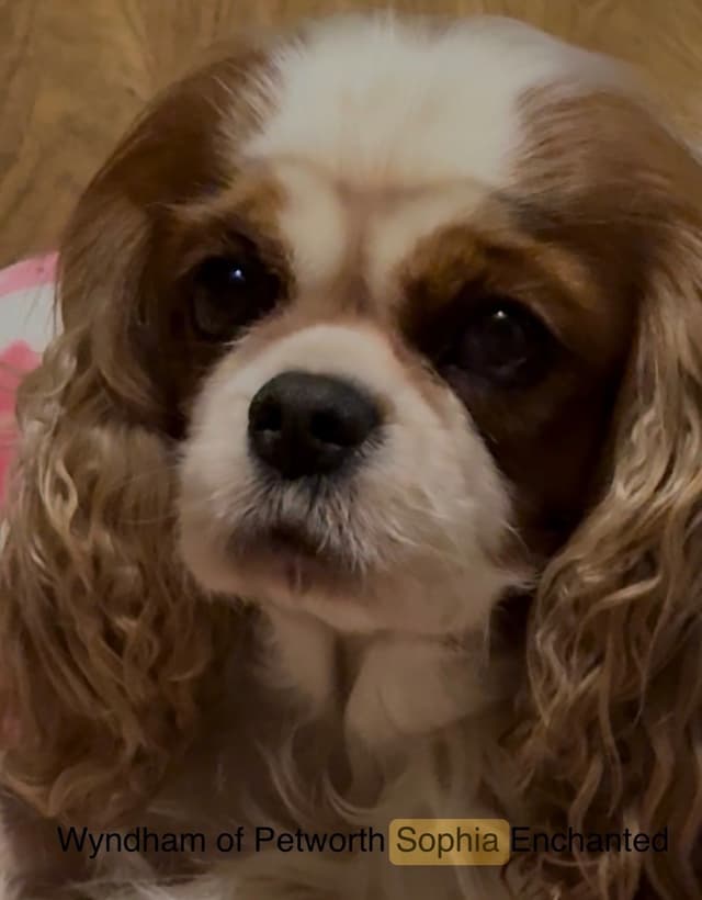 Wyndham of Petworth Cavalier King Charles Spaniel Puppies media 8