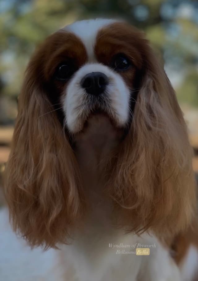 Wyndham of Petworth Cavalier King Charles Spaniel Puppies media 9