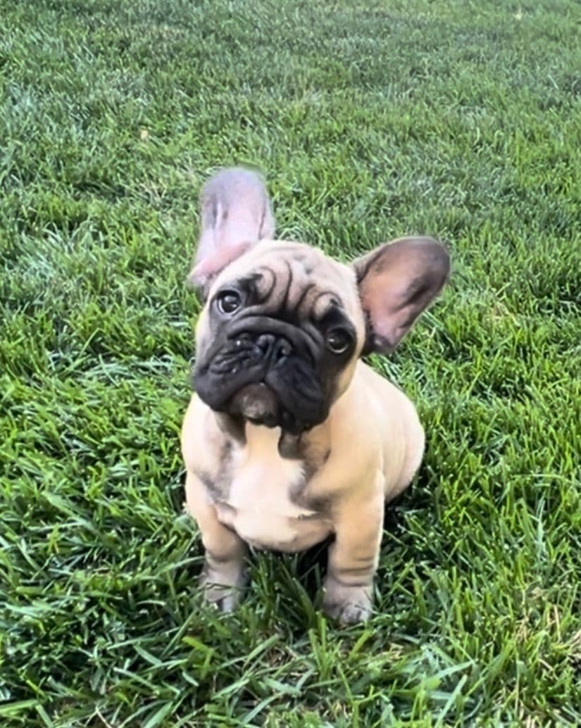French Bulldog Puppies breeder image 3