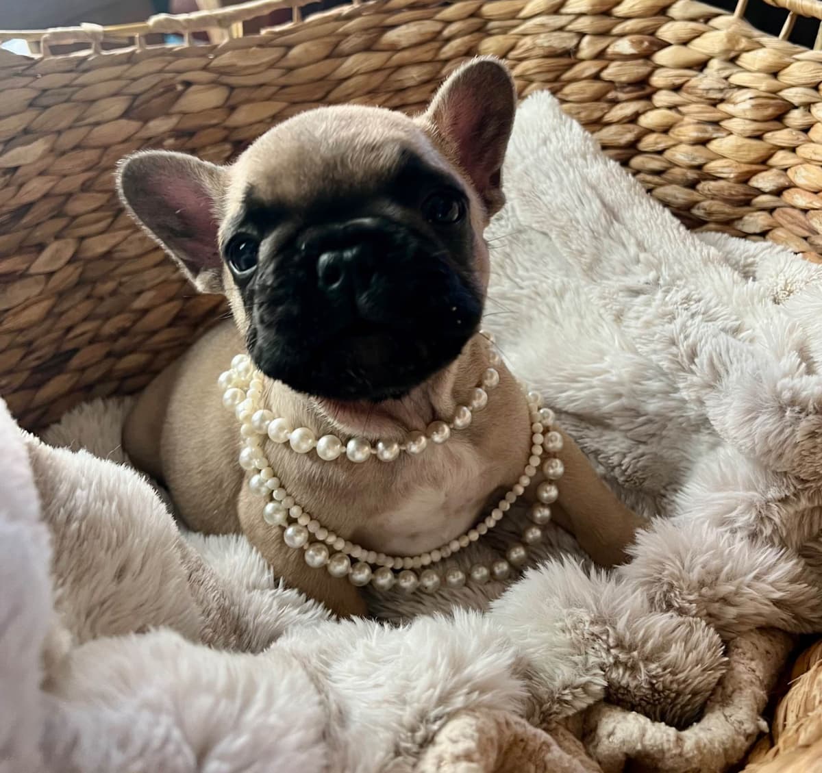 French Bulldog Puppies breeder image 4