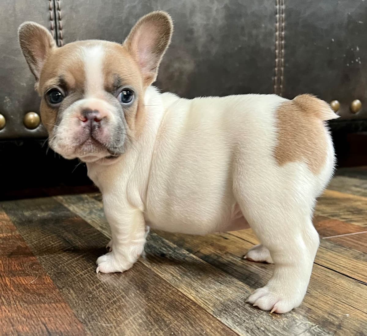 French Bulldog Puppies breeder image 5