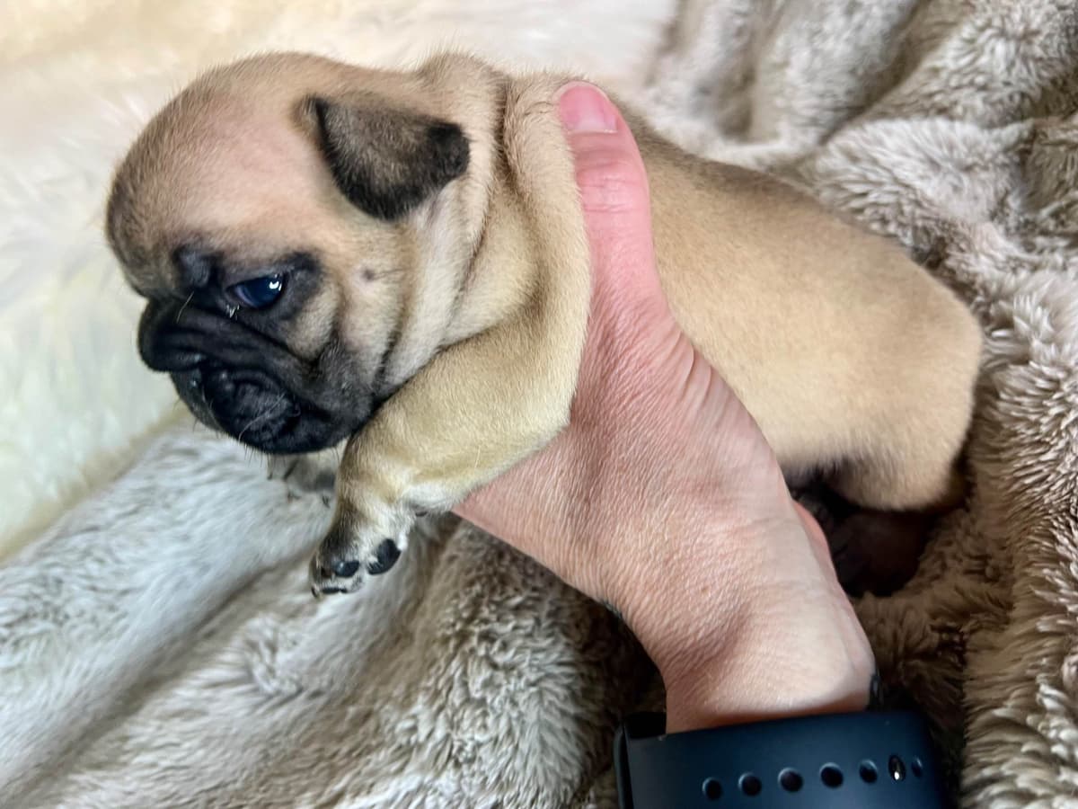 French Bulldog Puppies breeder image 6