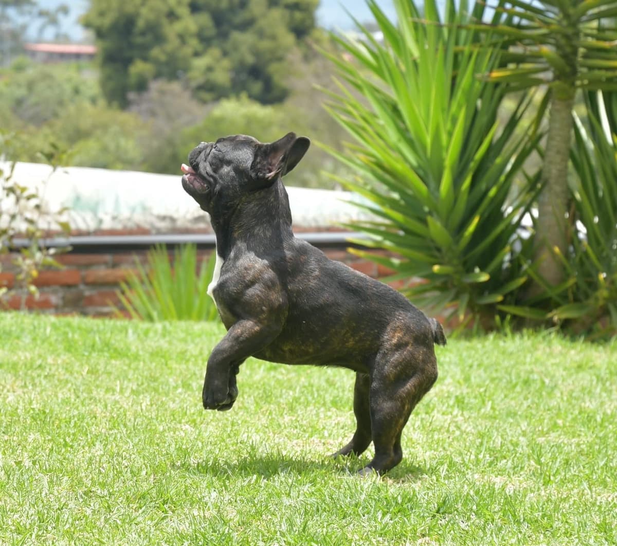 French Bulldog Puppies breeder image 8