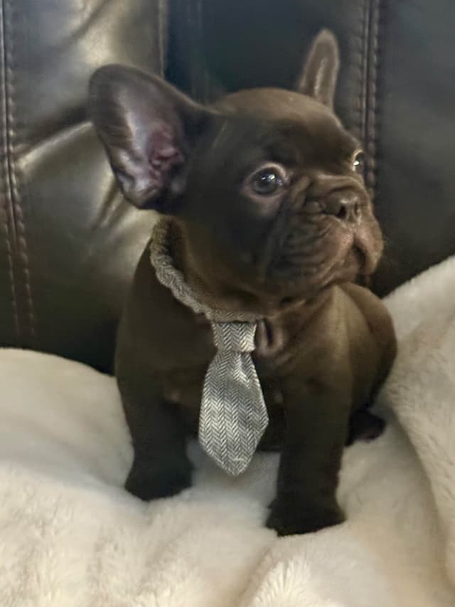 French Bulldog Puppies media 2