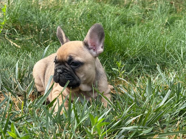 French Bulldog Puppies media 3