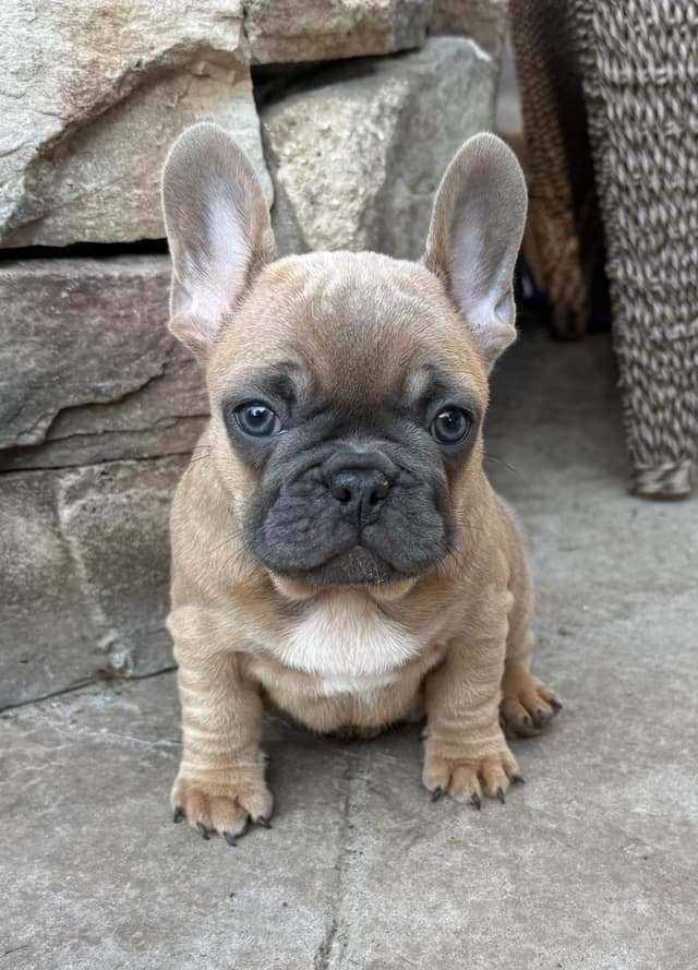 French Bulldog Puppies media 4