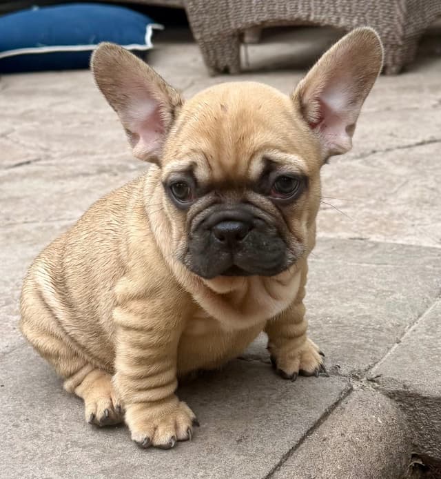 French Bulldog Puppies media 6