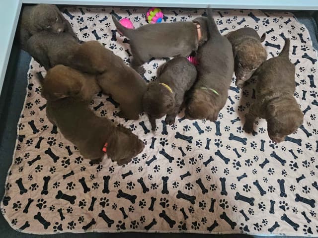 Chesapeake Bay Retriever Puppies media 2