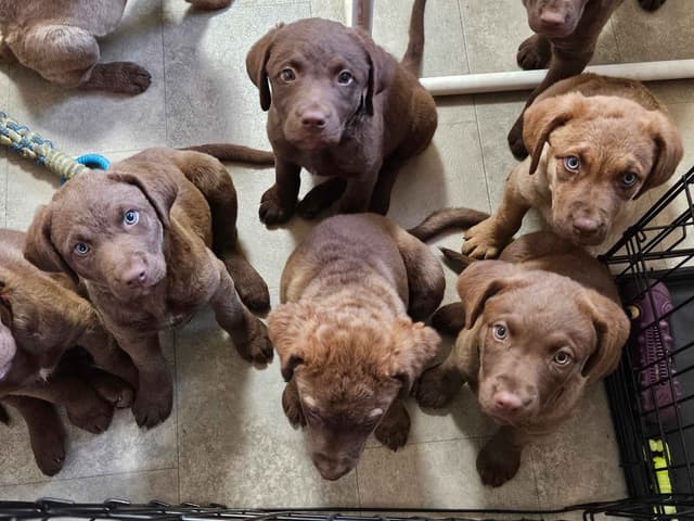 Chesapeake Bay Retriever Puppies media 3