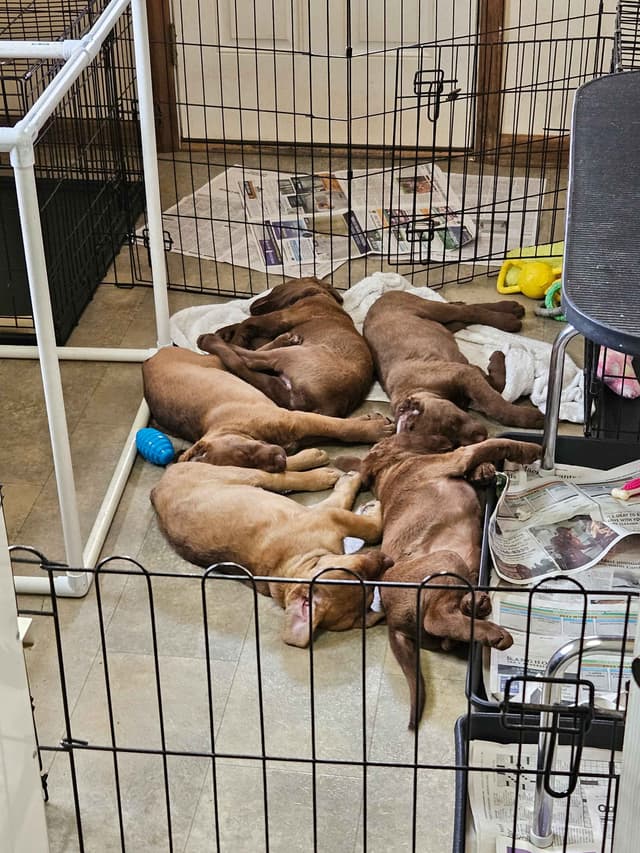 Chesapeake Bay Retriever Puppies media 4