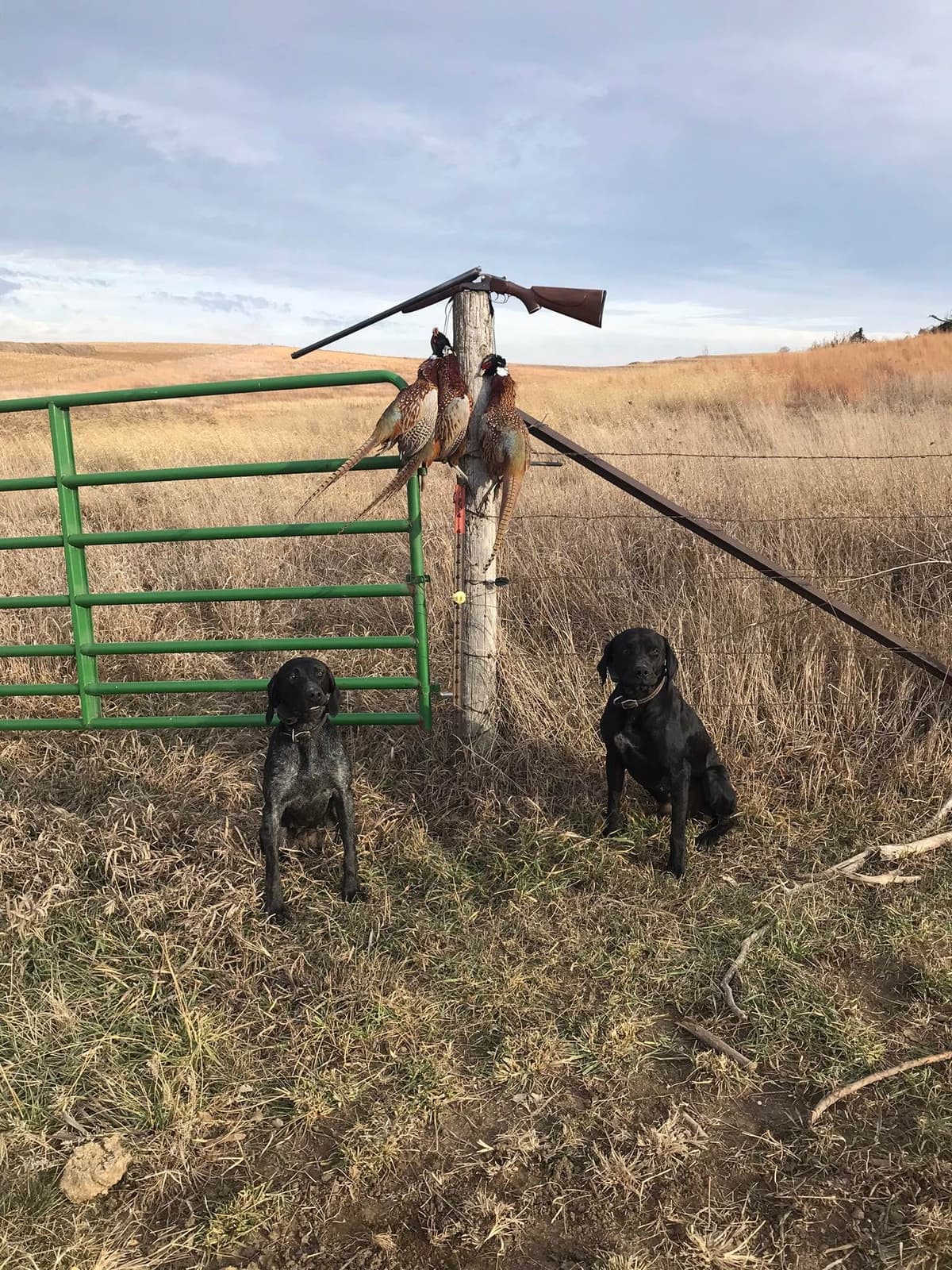 German Shorthaired Pointer Puppies breeder image 1