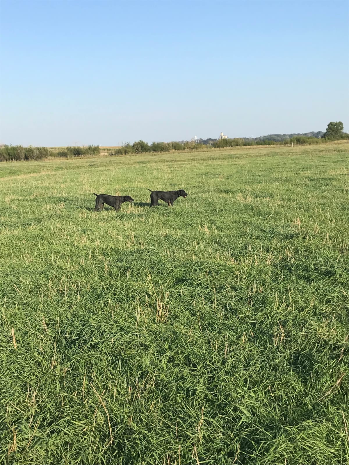 German Shorthaired Pointer Puppies breeder image 3