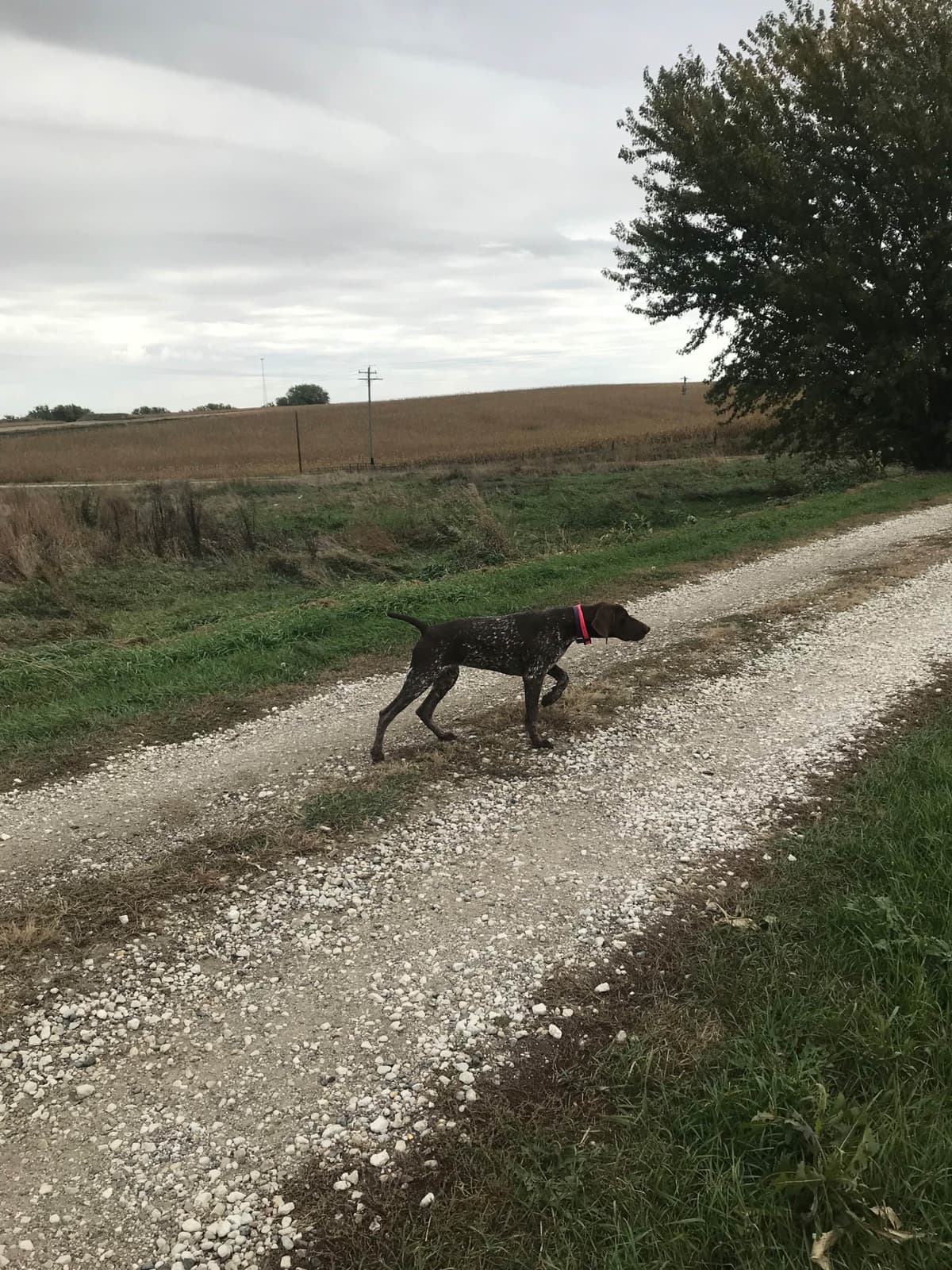 German Shorthaired Pointer Puppies breeder image 7