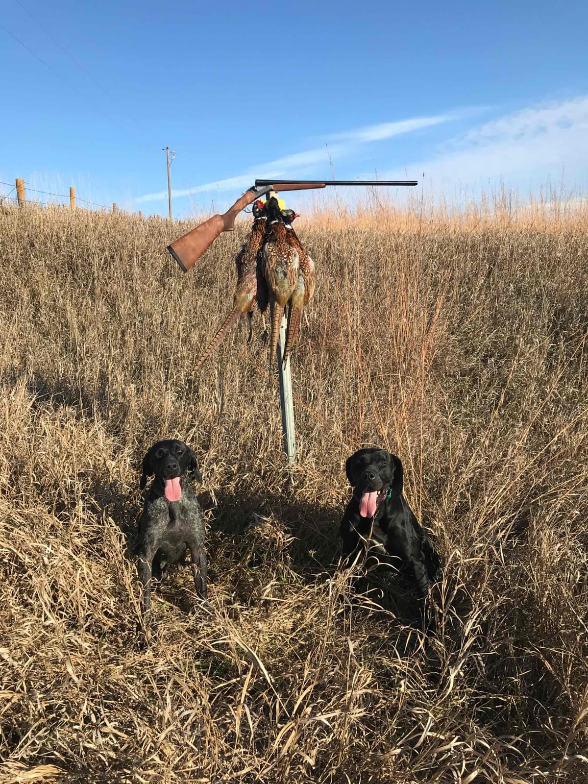 German Shorthaired Pointer Puppies breeder image 16