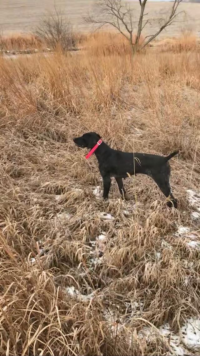 German Shorthaired Pointer Puppies media 6