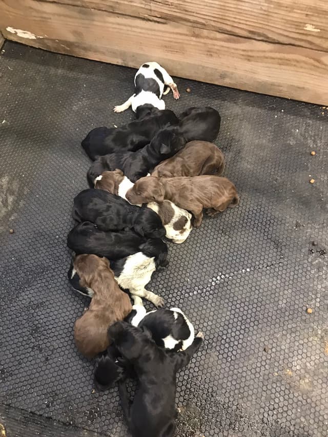 German Shorthaired Pointer Puppies media 7
