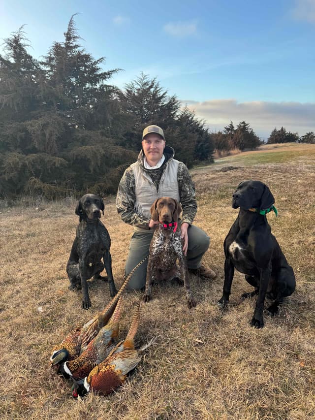 German Shorthaired Pointer Puppies media 8