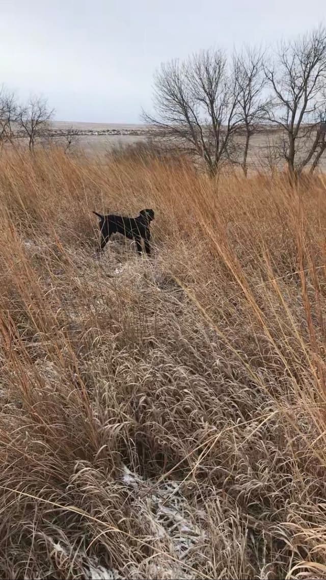 German Shorthaired Pointer Puppies media 10