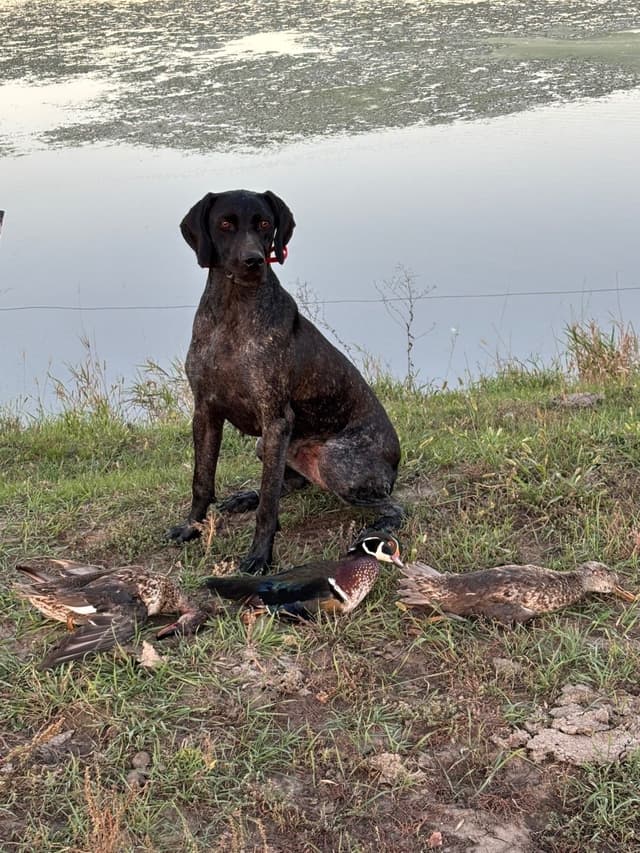 German Shorthaired Pointer Puppies media 12