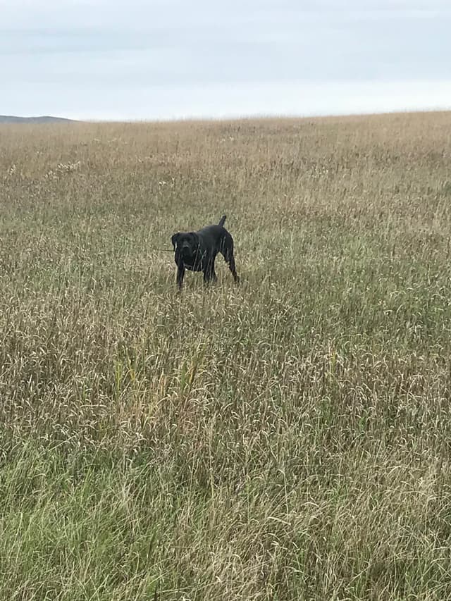 German Shorthaired Pointer Puppies media 14