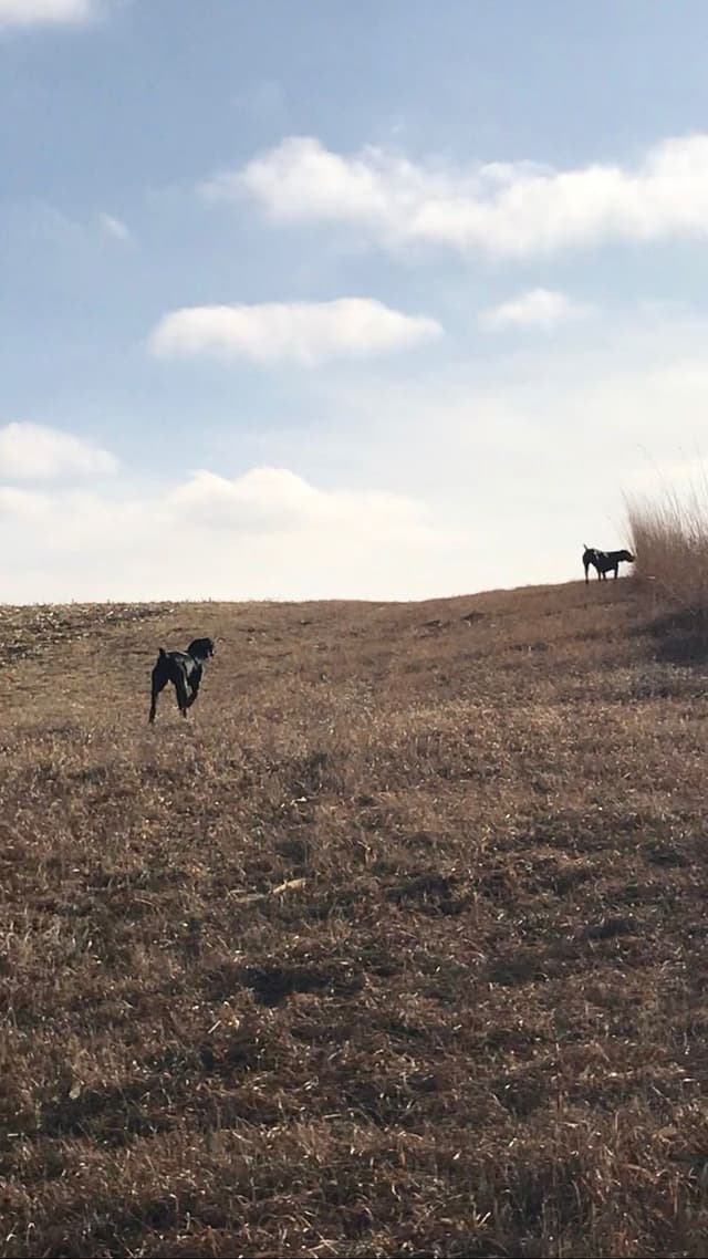 German Shorthaired Pointer Puppies media 15