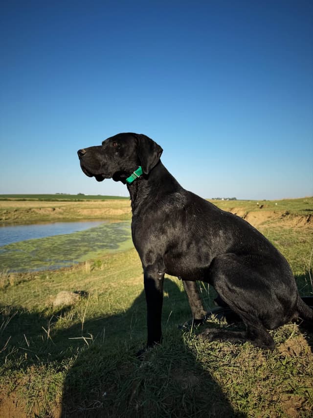 German Shorthaired Pointer Puppies media 16