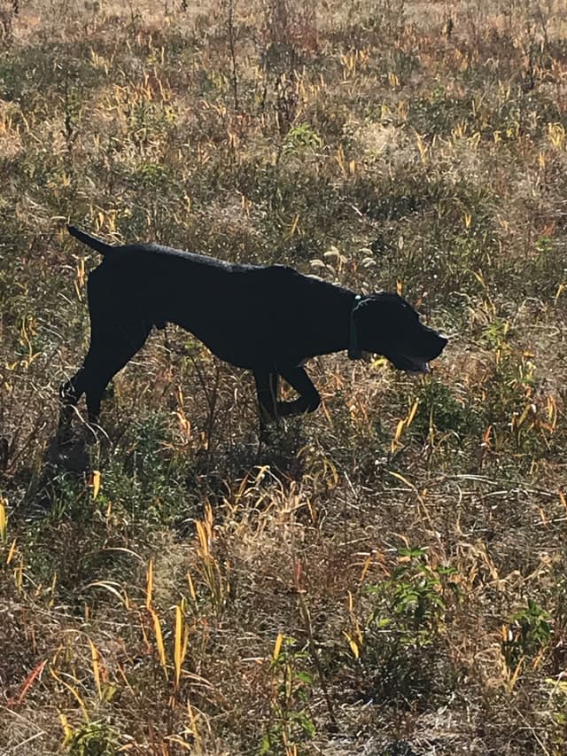 German Shorthaired Pointer Puppies media 17