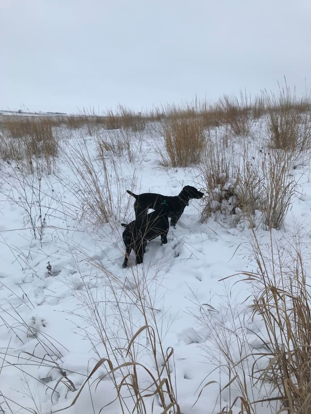 German Shorthaired Pointer Puppies media 19