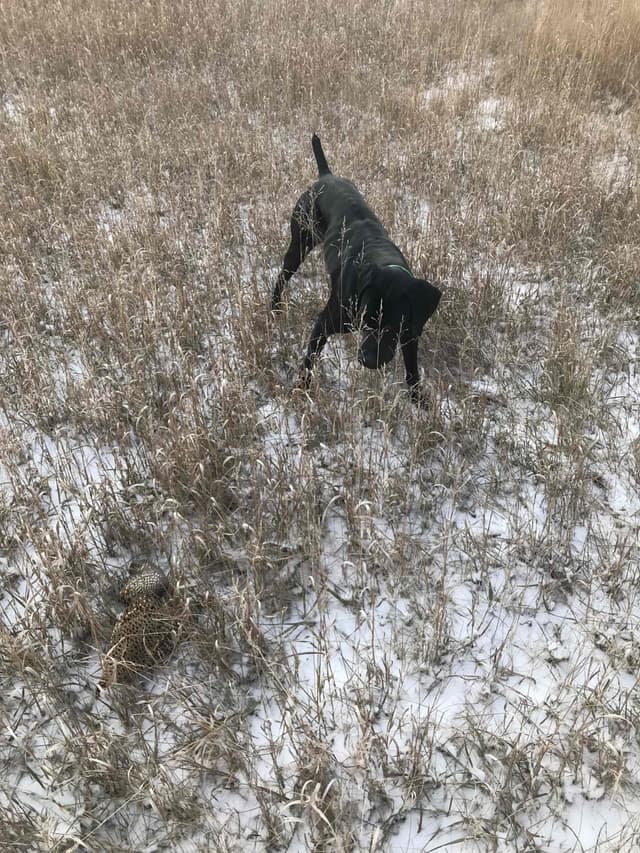 German Shorthaired Pointer Puppies media 20