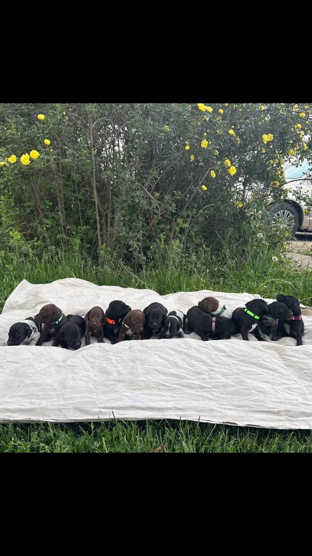 German Shorthaired Pointer Puppies media 5
