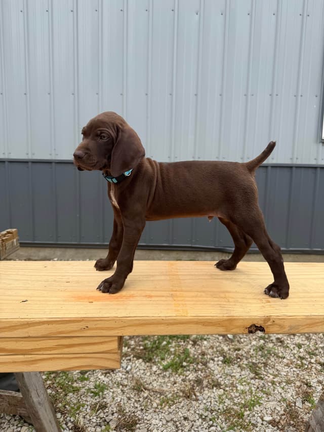 German Shorthaired Pointer Puppies media 2