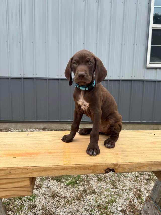German Shorthaired Pointer Puppies media 3