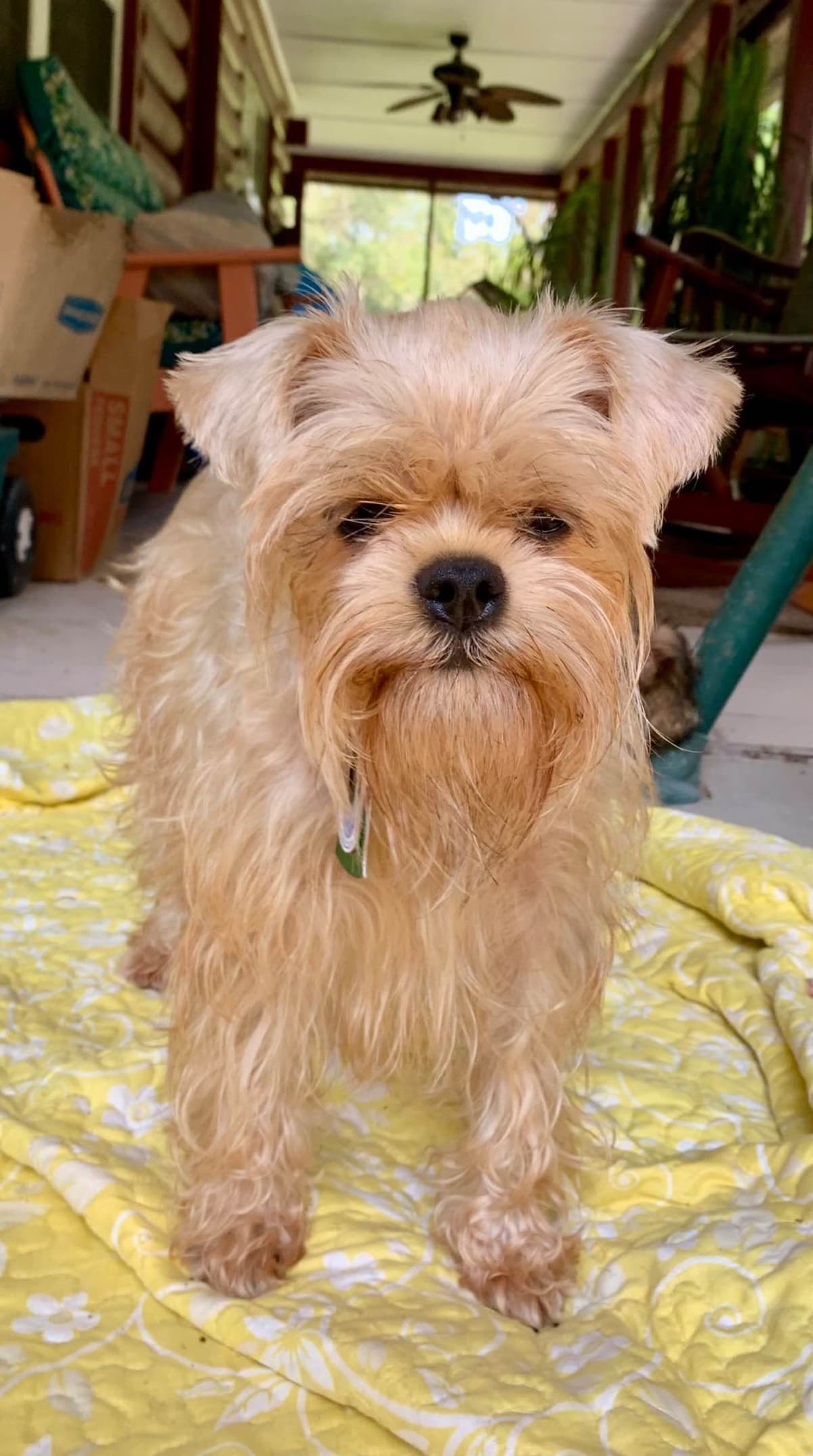 Brussels Griffon Puppies breeder image 1