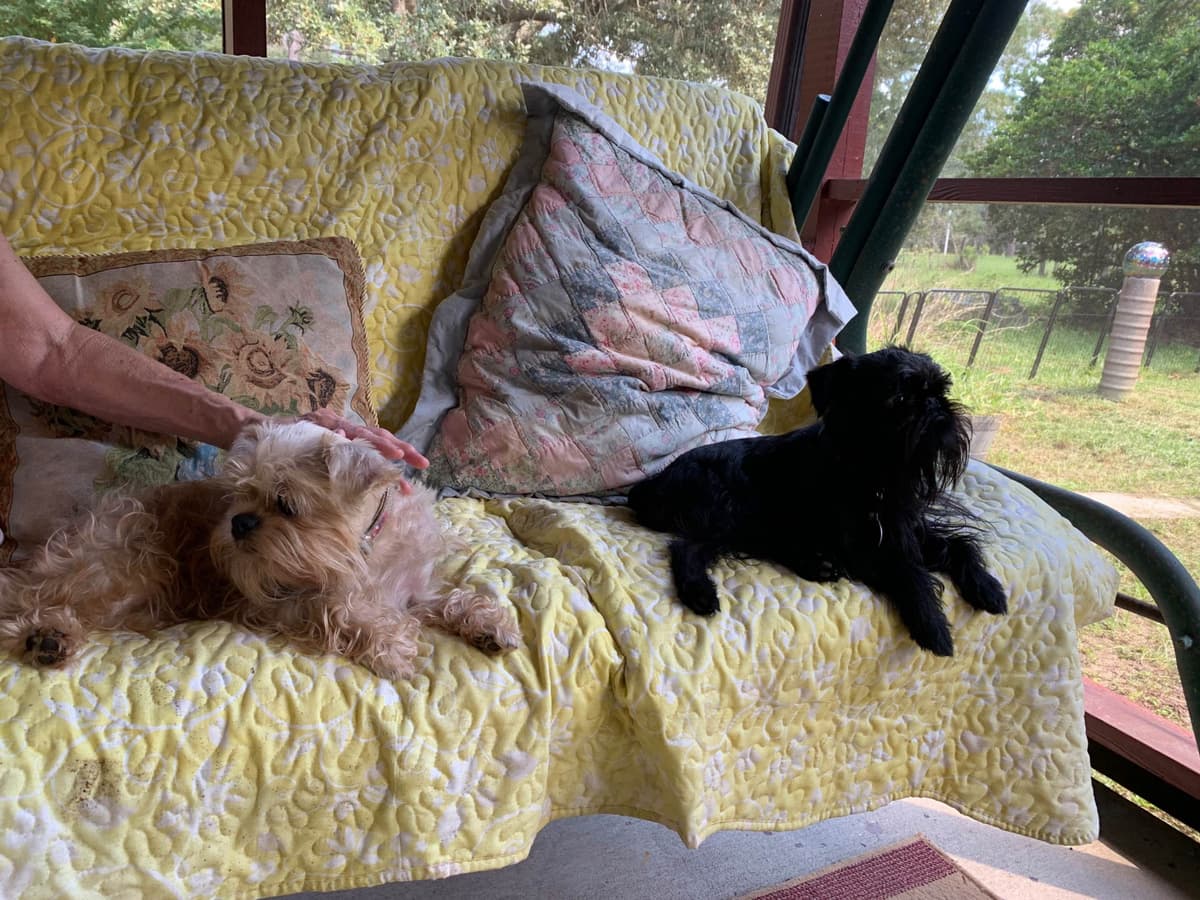 Brussels Griffon Puppies breeder image 2