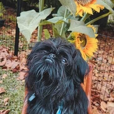 Brussels Griffon Puppies breeder image 3