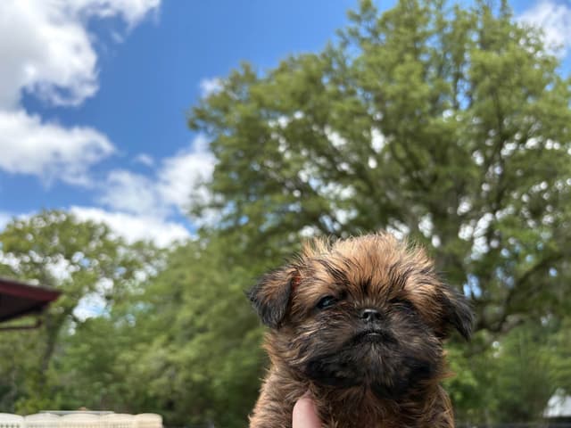 Brussels Griffon Puppies media 2