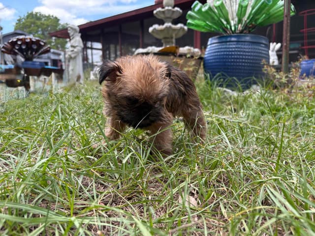 Brussels Griffon Puppies media 3