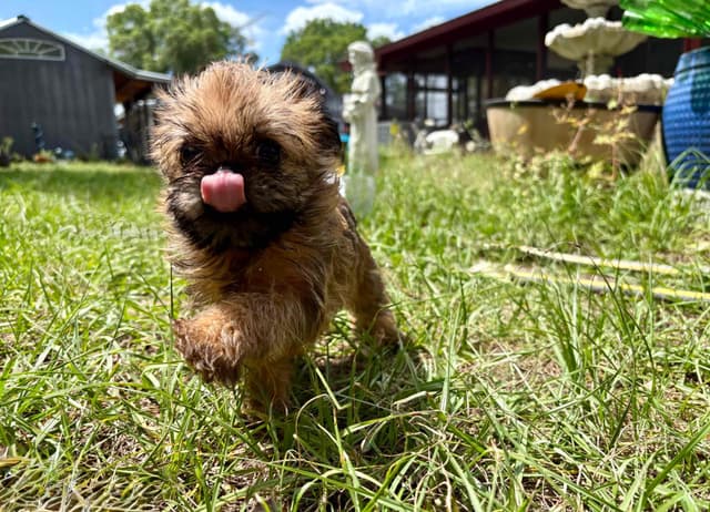 Brussels Griffon Puppies media 4
