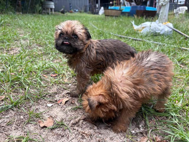 Brussels Griffon Puppies media 5