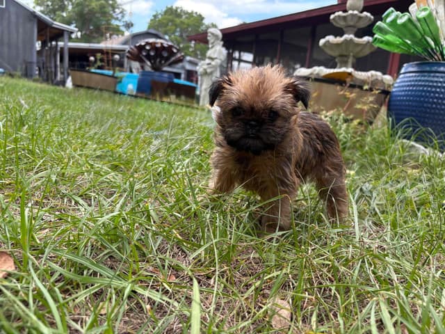 Brussels Griffon Puppies media 6