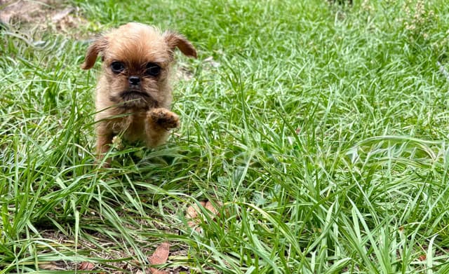 Brussels Griffon Puppies media 7