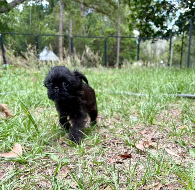 Brussels Griffon Puppies media 8