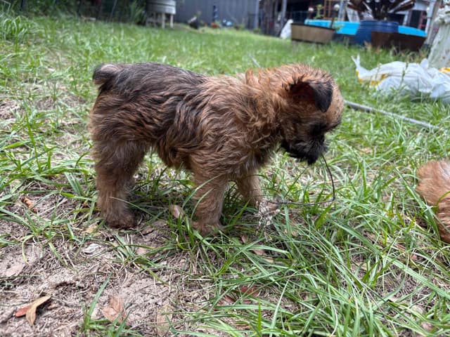 Brussels Griffon Puppies media 10