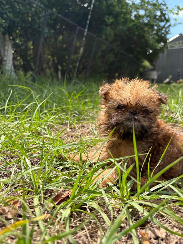 Brussels Griffon Puppies media 11
