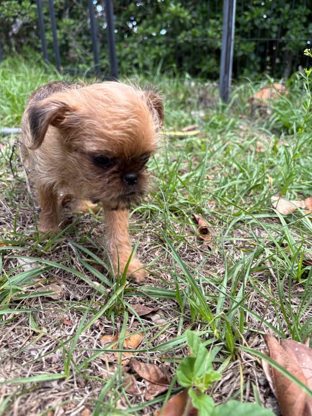 Brussels Griffon Puppies media 12