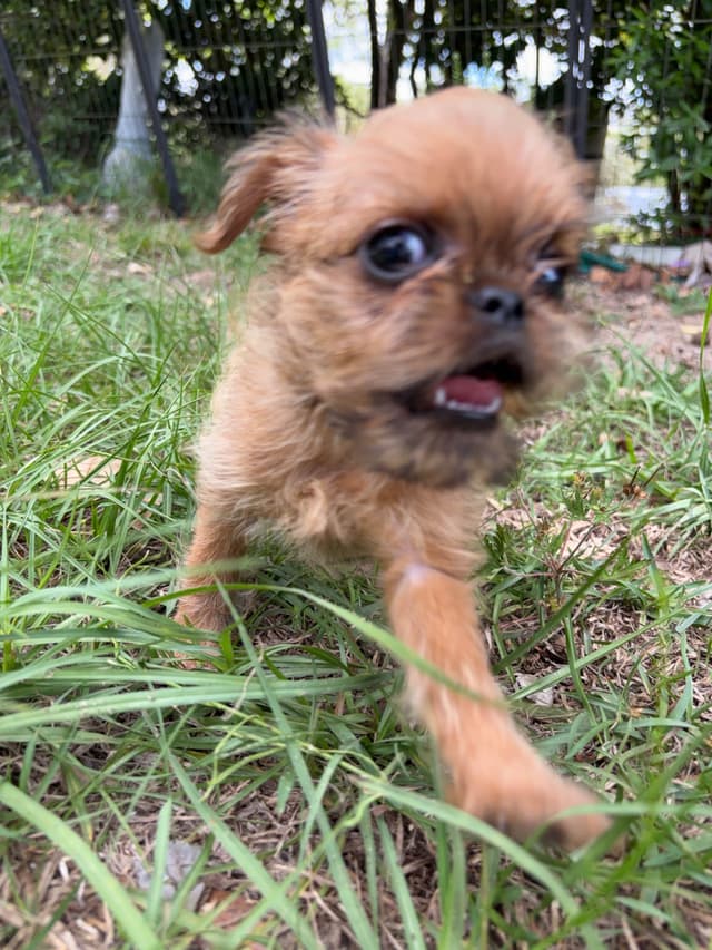 Brussels Griffon Puppies media 13