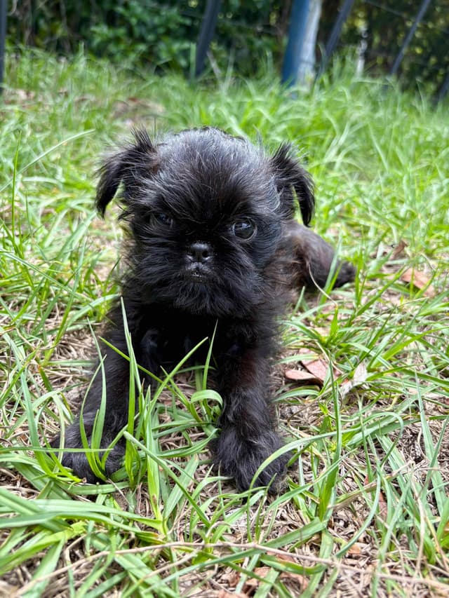 Brussels Griffon Puppies media 14
