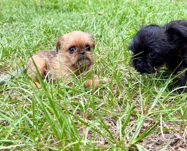 Brussels Griffon Puppies media 15